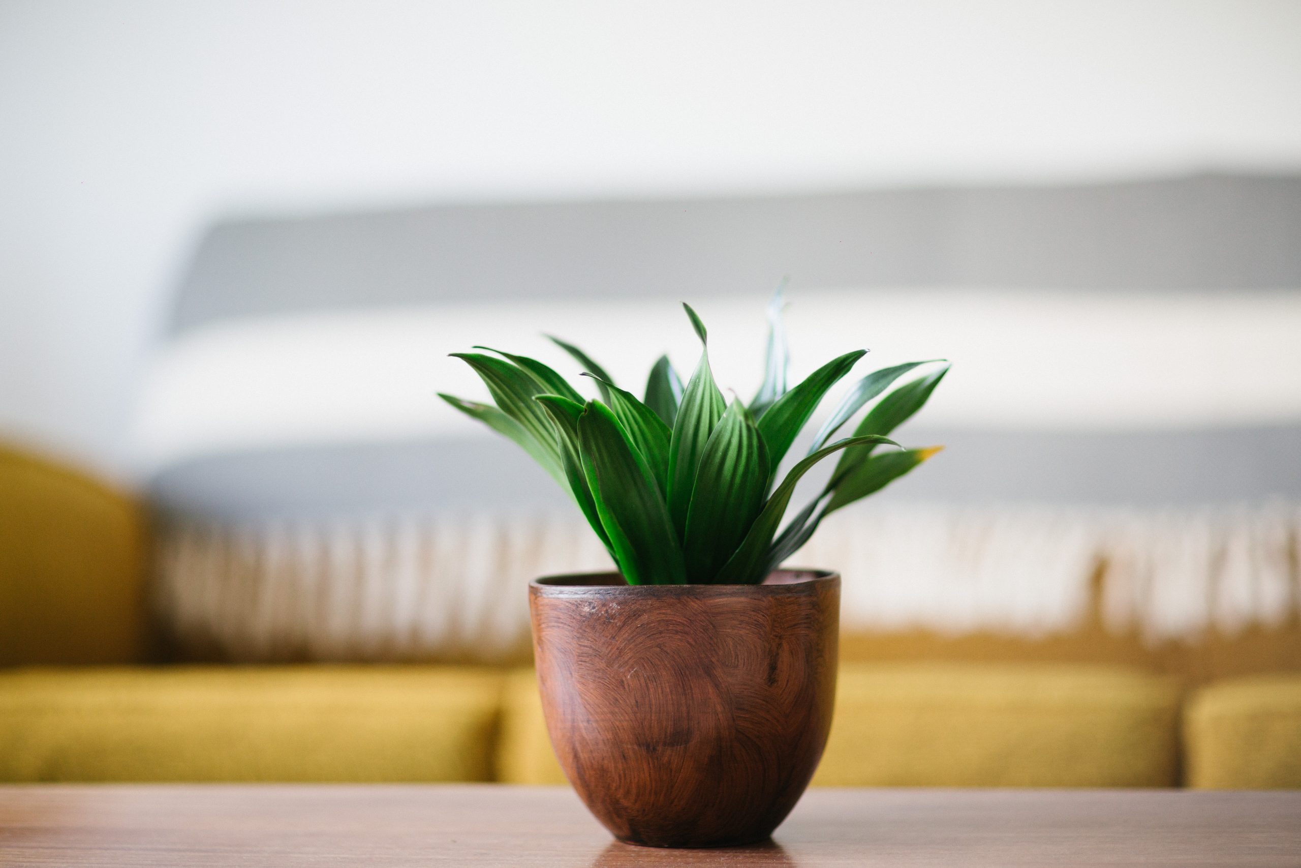 Sustainable Decor: How I Created An Eco Friendly Living Space - Ethical ... - Living Space Eco Design